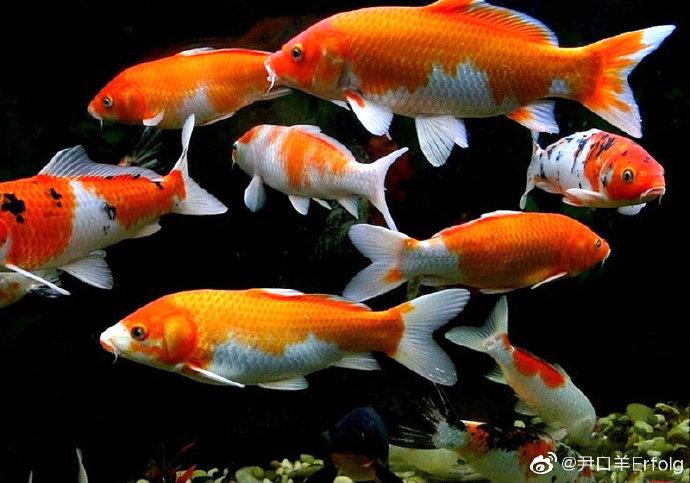 Phân bổ ngân sách Trung ương thực hiện Chương trình mục tiêu Mb66 game bài